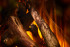 New Forest 870 with Deluxe Real logs в Ижевске