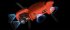 Квадрокоптер Autel Evo II Pro 6K RTK в Ижевске